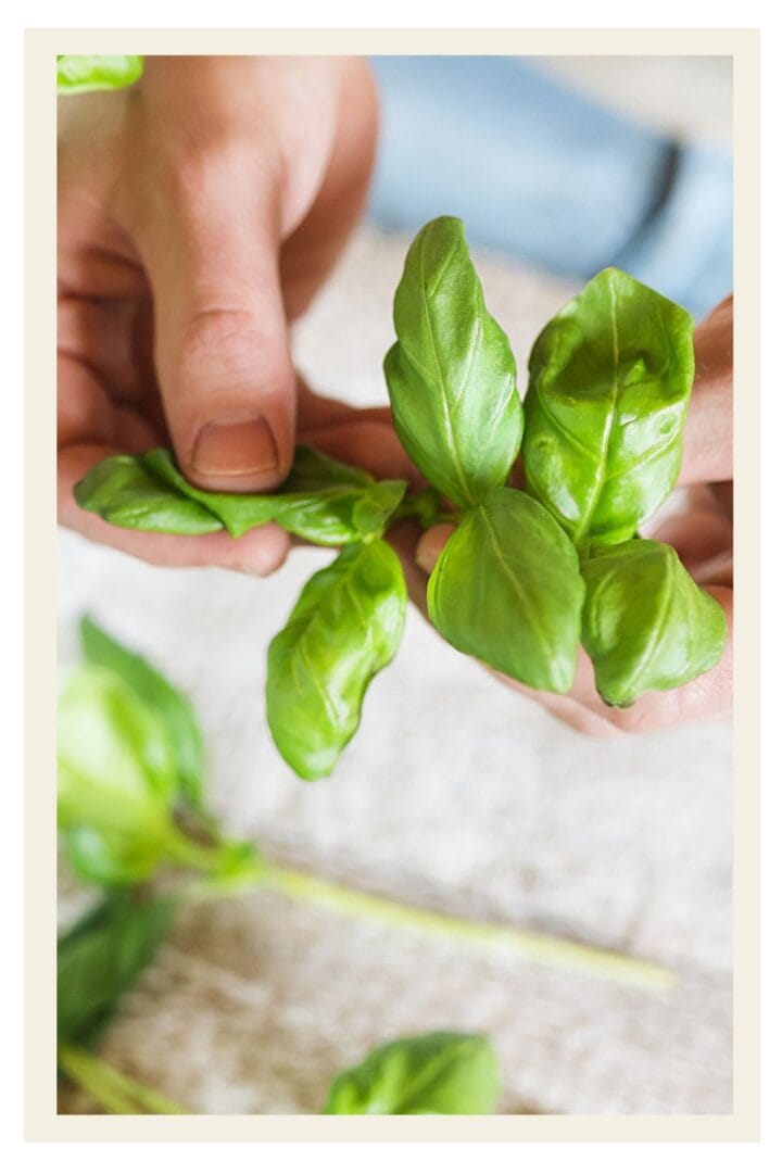 How to Cut Fresh Basil for Recipes Josie + Nina