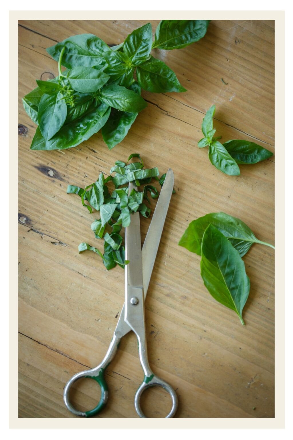 How to Cut Fresh Basil for Recipes Josie + Nina